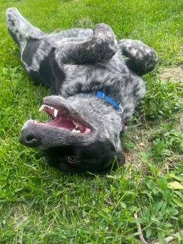 Tamzin -  Australian Cattle Dog Blue Heeler and Shepherd Dog for Adoption in Sandy Hook, Manitoba - Tamzin | PetCurious