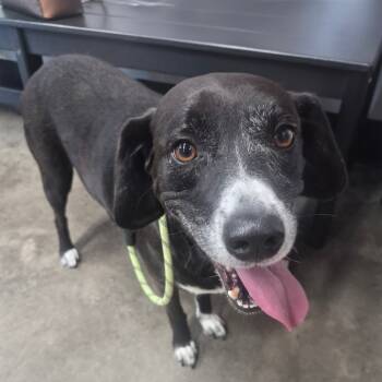 Rescue Retriever and Hound Dogs for Adoption in Tampa, Florida - Domino | PetCurious