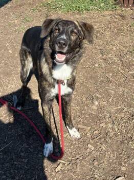 RICO -  Australian Shepherd and Mixed Breed Dog for Adoption in Leesburg, Virginia - RICO | PetCurious