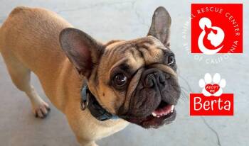 Berta -  French Bulldog Dog for Adoption in Coachella, California - Berta | PetCurious