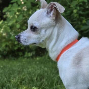 Milo -  Chihuahua Dog for Adoption in Pittsford, Vermont - Milo | PetCurious