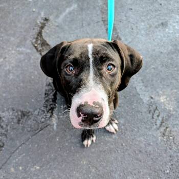 Huckleberry -  Great Dane and American Foxhound Dog for Adoption in Sanford, North Carolina - Huckleberry | PetCurious