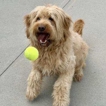 Worcestershire -  Mixed Breed Dog for Adoption in Matteson, Illinois - Worcestershire | PetCurious