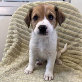 Siren -  Australian Shepherd and Great Pyrenees Dog for Adoption in Kanab, Utah - Siren | PetCurious