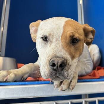 Freddy -  Mixed Breed Dog for Adoption in Las Cruces, New Mexico - Freddy | PetCurious