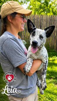Leia -  Cattle Dog Dog for Adoption in Joliet, Illinois - Leia | PetCurious