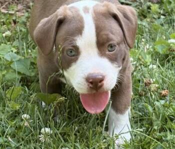 Rose Winner - Local Girl -  Chocolate Labrador Retriever and Beagle Dog for Adoption in Andover, Massachusetts - Rose Winner - Local Girl | PetCurious