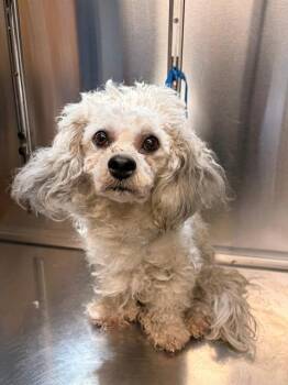 BENJI -  Poodle and Mixed Breed Dog for Adoption in Minneapolis, Minnesota - BENJI | PetCurious