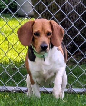 Buttercup -  Beagle Dog for Adoption in Bedford Hills, New York - Buttercup | PetCurious
