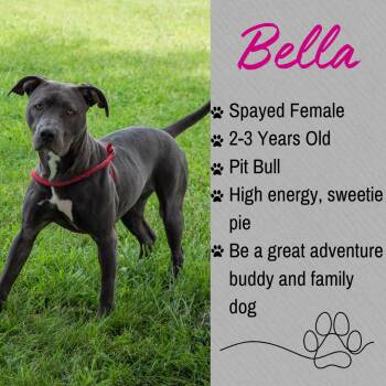 Bella -  Pit Bull Terrier Dog for Adoption in Junction City, Kansas - Bella | PetCurious