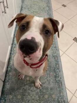 Rescue Pit Bull Terrier Dogs for Adoption in North Miami Beach, Florida - Hank | PetCurious