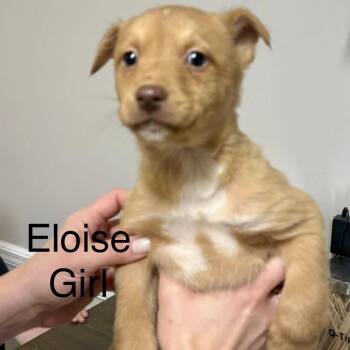 Mixed Breed Dogs Available for Adoption - Eloise | PetCurious