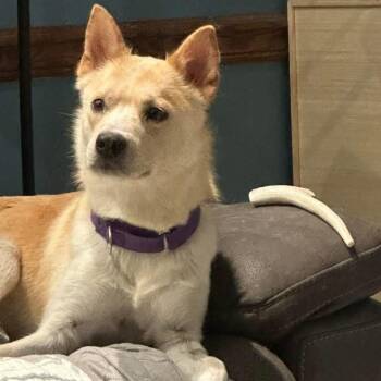 Shepherd Dogs Available for Adoption in Holiday Hills, Illinois - Harper Leigh | PetCurious