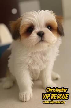 Shih Tzu Dogs Available for Adoption - Christopher / Redington Beach  | PetCurious