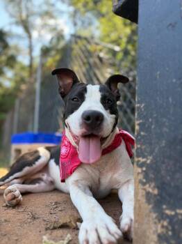 Garbanzo -  Mixed Breed Dog for Adoption in Winnsboro, South Carolina - Garbanzo | PetCurious