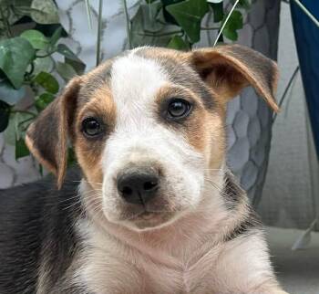 Baby Ruth Mini -  Husky and Hound Dog for Adoption in Andover, Massachusetts - Baby Ruth Mini | PetCurious