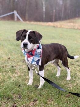 Mixed Breed Dogs Available for Adoption in Menomonie, Wisconsin - Skipper | PetCurious