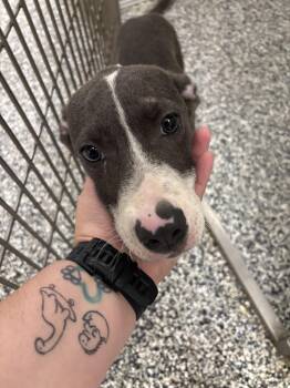 pit pup from gym -  Pit Bull Terrier Dog for Adoption in Humble, Texas - Pit Pup From Gym | PetCurious