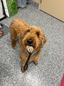 Scooby -  Golden Retriever and Poodle Dog for Adoption in Liverpool, New York - Scooby | PetCurious