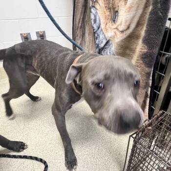 Watson (King) -  Mixed Breed and None Dog for Adoption in Windsor, Virginia - Watson (King) | PetCurious
