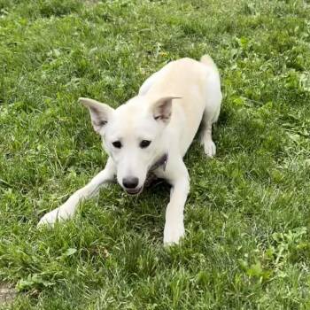 Soop -  Husky and Mixed Breed Dog for Adoption in Cody, Wyoming - Soop | PetCurious