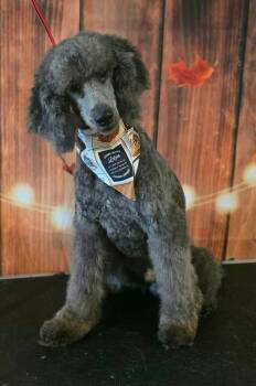 Sterling -  Standard Poodle Dog for Adoption in Westwood, New Jersey - Sterling | PetCurious