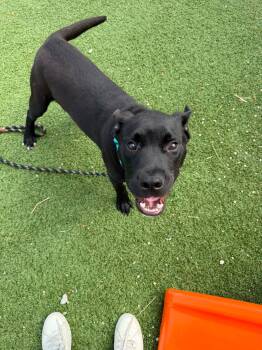 Alfie -  Labrador Retriever Dog for Adoption in Cleveland, Ohio - Alfie | PetCurious