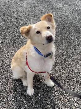 Rescue Mixed Breed Dogs for Adoption in Petaluma, California - Joey | PetCurious