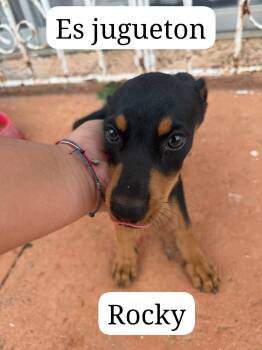 Rocky -  Miniature Pinscher Dog for Adoption - Rocky | PetCurious
