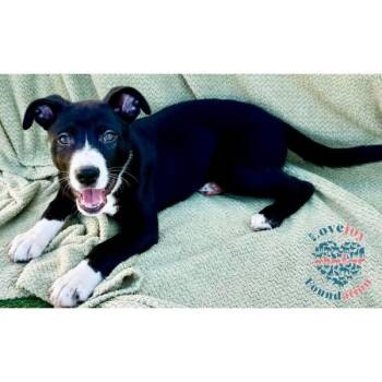 Border Collie and Shepherd Dogs Available for Adoption - Ali Litter-Allioop | PetCurious