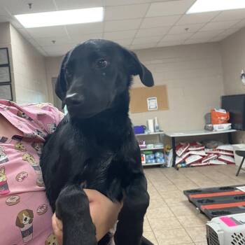 Knight -  German Shorthaired Pointer Dog for Adoption in Birmingham, Alabama - Knight | PetCurious