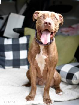 Chance -  Pit Bull Terrier Dog for Adoption in Houston, Texas - Chance | PetCurious