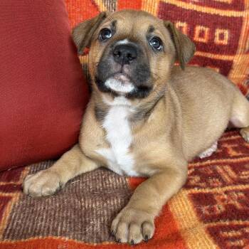 Justice Pup - Writ -  Labrador Retriever and Terrier Dog for Adoption in San Diego, California - Justice Pup - Writ | PetCurious