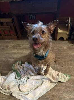 Terrier and Chihuahua Dogs Available for Adoption - Willoughby | PetCurious