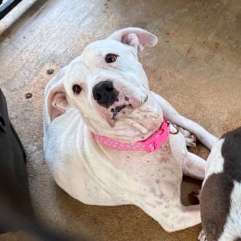 Cloud -  Mixed Breed Dog for Adoption in Lake Jackson, Texas - Cloud | PetCurious