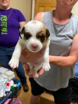 Pipsqueak -  Jack Russell Terrier and Bichon Frise Dog for Adoption in Pine Grove, Pennsylvania - Pipsqueak | PetCurious