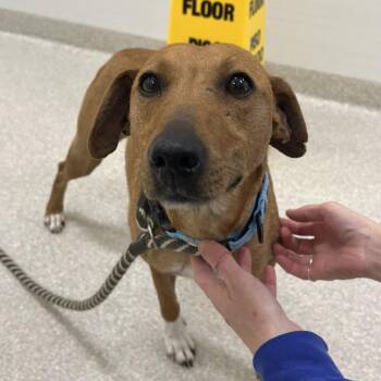 Terrier Dogs Available for Adoption - Tater | PetCurious