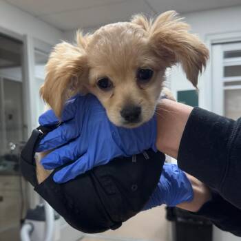 Nugget -  Chihuahua Dog for Adoption in Los Angeles, California - Nugget | PetCurious