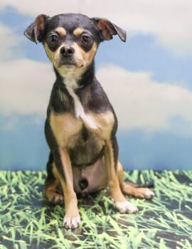 Cooper -  Chihuahua Dog for Adoption in Casa Grande, Arizona - Cooper | PetCurious
