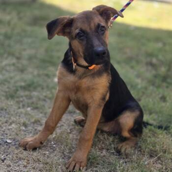 Celmintine -  Retriever and Labrador Retriever Dog for Adoption in Mansfield, Texas - Celmintine | PetCurious