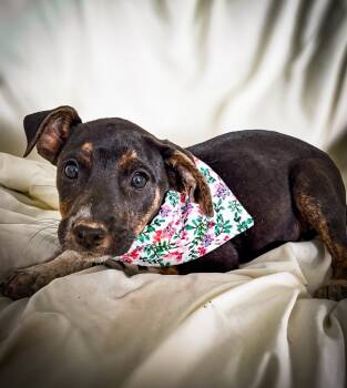 Rescue Hound and Shepherd Dogs for Adoption in Trenton, New Jersey - Sweetie | PetCurious