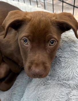 Mixed Breed Dogs Available for Adoption in Lindenhurst, New York - Sue Flay | PetCurious