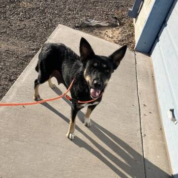 Shepherd Dogs Available for Adoption - Bonita | PetCurious