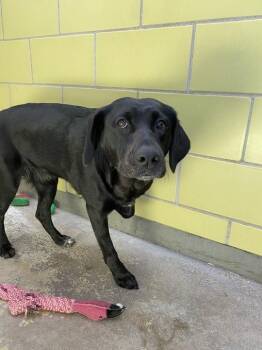 Evee -  Mixed Breed Dog for Adoption in Minot, North Dakota - Evee | PetCurious