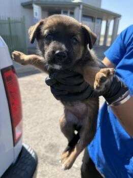 Spoon -  Mixed Breed Dog for Adoption in Hobbs, New Mexico - Spoon | PetCurious