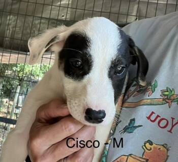 Cisco -  Labrador Retriever Dog for Adoption in Parma, Ohio - Cisco | PetCurious