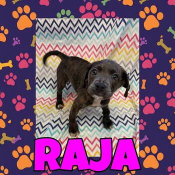 Raja -  Pit Bull Terrier and Mixed Breed Dog for Adoption in Royse City, Texas - Raja | PetCurious