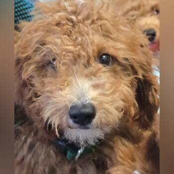 Marvel Super Heros -  Goldendoodle Dog for Adoption in Fredericksburg, Virginia - Marvel Super Heros | PetCurious