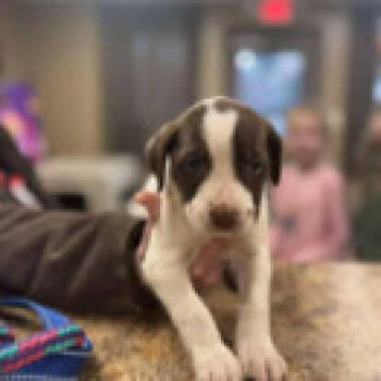 Rescue Mixed Breed Dogs for Adoption - Fuchsia | PetCurious