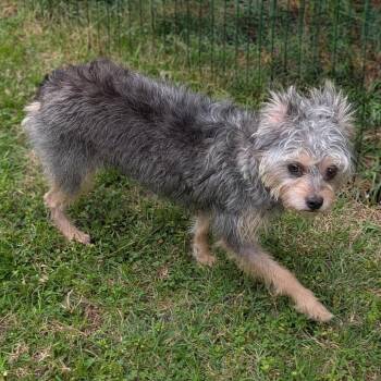 Terrier Dogs Available for Adoption - Belle Love | PetCurious